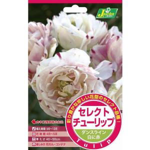 セレクトチューリップ ダンスライン 白に赤 3球入 カネコ種苗の球根