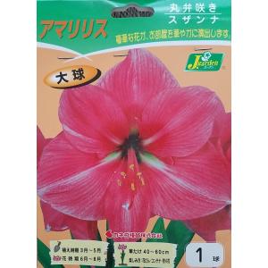花球根 アマリリス 丸弁咲き スザンナ 1球入 カネコ種苗の球根