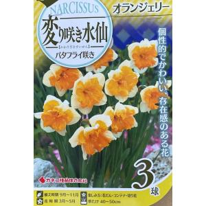 【花球根】変り咲き水仙 バタフライ咲き オランジ...の商品画像