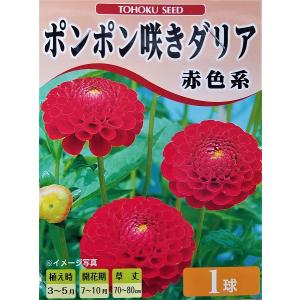 花球根 ポンポン咲きダリア 赤色系 1球入 トーホクの球根