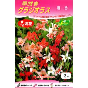【花球根】早咲きグラジオラス 混合 3球入 カネ...の商品画像