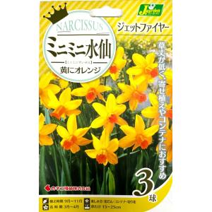 【花球根】ミニミニ水仙 ジェットファイヤー 3球...の商品画像