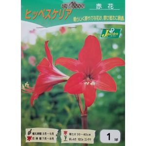 【花球根】 ヒッペスケリア 赤花 1球入 カネコ...の商品画像