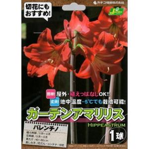 【花球根】ガーデンアマリリス （耐寒性ヒッペアストラム） バレンチノ 1球入 カネコ種苗の球根｜Gardener s Shop Ivy