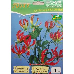 花球根 グロリオサ ロスチャイルディアナ（赤に黄）１球入 カネコ種苗の球根