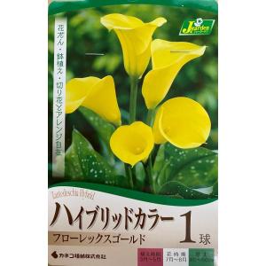 花球根 ハイブリッドカラー フローレックスゴールド 1球入 カネコ種苗の球根