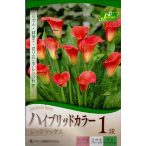 花球根 ハイブリッドカラー レッドソックス 1球入 カネコ種苗の球根