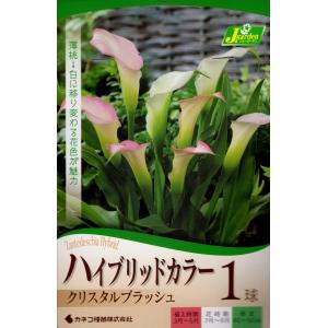 花球根 ハイブリッドカラー クリスタルブラッシュ １球入 カネコ種苗の球根