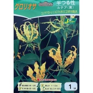 花球根 グロリオサ ルテア（黄）１球入 カネコ種苗の球根