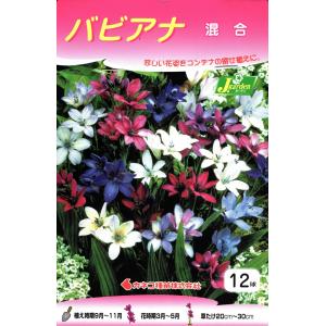 花球根 バビアナ 混合 12球入 カネコ種苗の球根