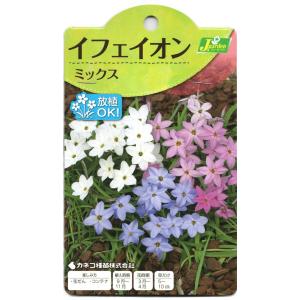 花球根 イフェイオン ミックス 7球入 カネコ種苗の球根