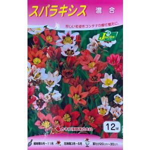 花球根 スパラキシス 混合 12球入 カネコ種苗の球根
