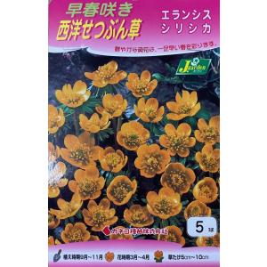 花球根 早咲き西洋せつぶん草 エランシス シリシカ 5球入 カネコ種苗の球根