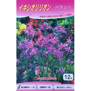 花球根 イキシオリリオン パラシー 12球入 カ...の商品画像