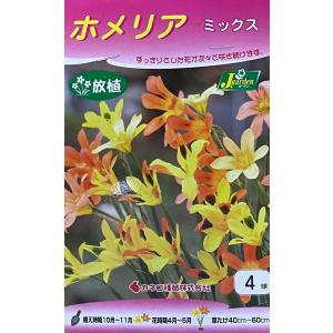 花球根 ホメリア ミックス 4球入　カネコ種苗の球根