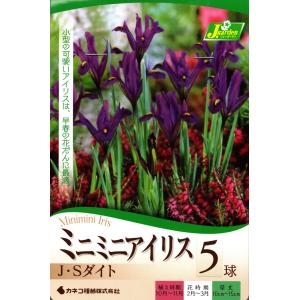 花球根 ミニミニアイリス J・Sダイト 5球入 カネコ種苗の球根