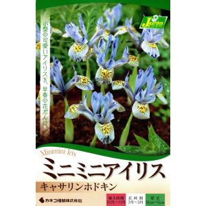 花球根 ミニミニアイリス キャサリンホドキン 5球入