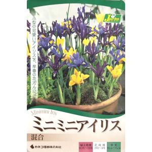花球根 ミニミニアイリス 混合　5球入 カネコ種苗の球根