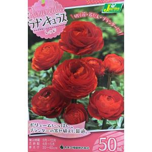花球根 ラナンキュラス レッド 50ml入 カネ...の商品画像