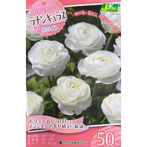 【花球根】ラナンキュラス ホワイト 50ml入 カネコ種苗の球根｜gardeningivy