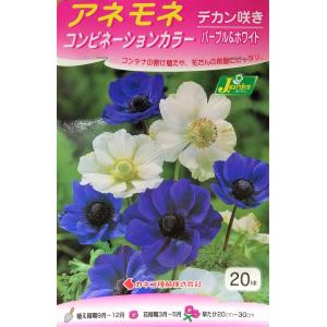 花球根 アネモネ コンビネーションカラー デカン咲き パープル＆ホワイト 20球入 カネコ種苗の球根