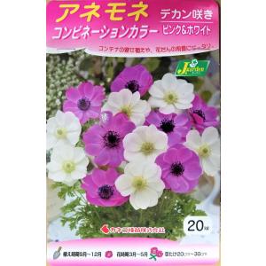 花球根 アネモネ コンビネーションカラー デカン咲き ピンク＆ホワイト 20球入 カネコ種苗の球根