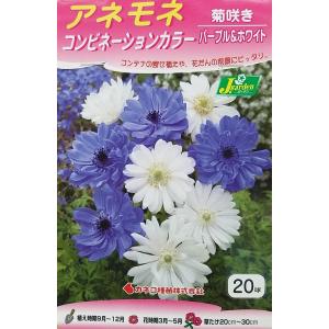 花球根 アネモネ コンビネーションカラー 菊咲き パープル＆ホワイト 20球入 カネコ種苗の球根