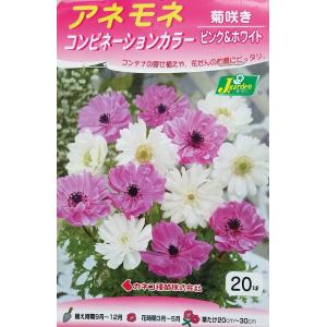 【花球根】アネモネ コンビネーションカラー 菊咲き ピンク＆ホワイト 20球入 カネコ種苗の球根