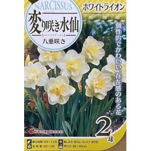 【花球根】変り咲き水仙 八重咲き ホワイトライオ...の商品画像