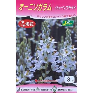 秋植え球根 春植え オリエンタルリリー ウェディングマーチ 1球入り U 10c1 ガーデニングどっとコムyahoo 店 通販 Yahoo ショッピング