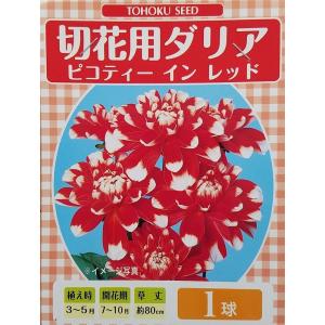 花球根 切花用 ダリア ピコティ イン レッド 1球入 トーホクの球根