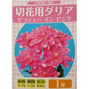 花球根 切花用 ダリア ピコティ イン ピンク 1球入 トーホクの球根
