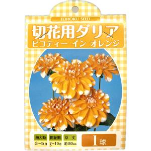 花球根 切花用ダリア ピコティ イン オレンジ 1球入 トーホクの球根