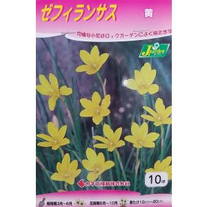 花球根 ゼフィランサス 黄 10球入 カネコ種苗の球根