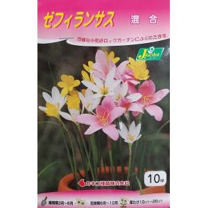 花球根 ゼフィランサス 混合 10球入 カネコ種苗の球根
