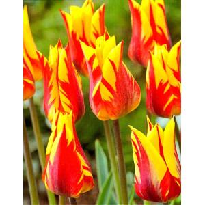 チューリップバラ売り球根ゆり咲きファイヤーワークス 1球 カネコ種苗の球根