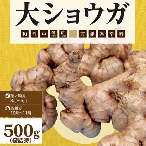 【野菜球根】大生姜（ショウガ）500g入 カネコ種苗の球根