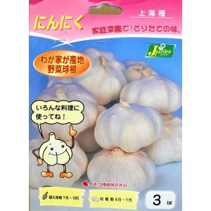 野菜球根 にんにく 上海種 3球入 カネコ種苗の球根