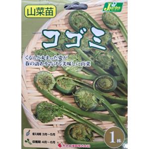野菜球根 行者ニンニク 2株入 カネコ種苗の球根 : Gardener s Shop Ivy