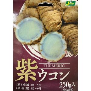 野菜球根 紫ウコン250g入 カネコ種苗の球根