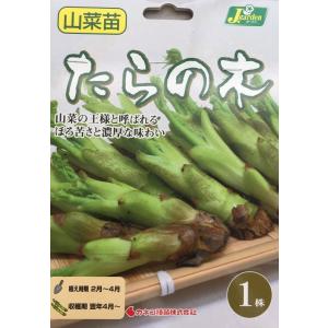 野菜球根 行者ニンニク 2株入 カネコ種苗の球根 : Gardener s Shop Ivy