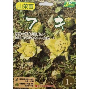 野菜球根 フキ 1株入 カネコ種苗の球根