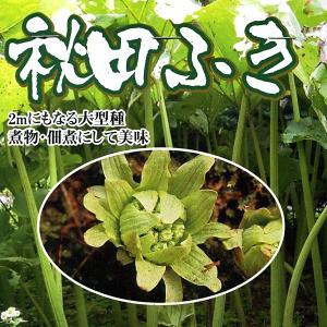 野菜球根 行者ニンニク 2株入 カネコ種苗の球根 : Gardener s Shop Ivy