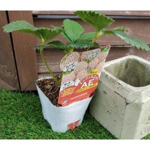 【野菜苗】天使のいちご AE(エンジェルエイト) 9cmポット 1苗 農林水産省品種登録 登録番号 第26682号