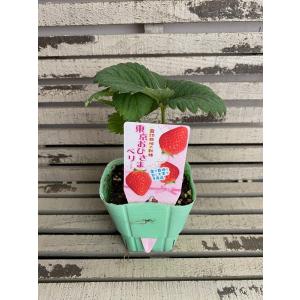 【野菜苗】いちご 露地栽培の新種 東京おひさまベリー 9cmポット 1苗｜Gardener s Shop Ivy