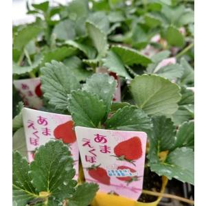 野菜苗 いちご とちおとめ 9cmポット 1苗 : Gardener s Shop Ivy