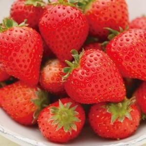 野菜苗 いちご 蜜香 9cmポット1苗の商品画像