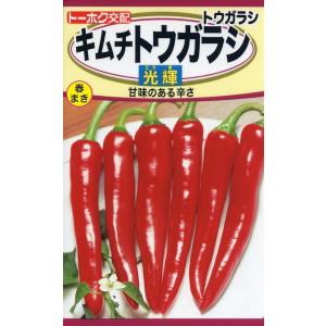 野菜種子 とうがらし 朝鮮なんばん（激辛）福井シードのタネ
