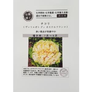 チコリ グリーンフィールドプロジェクトのタネ