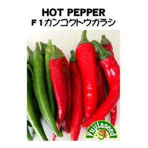 野菜種子 とうがらし 朝鮮なんばん（激辛）福井シードのタネ